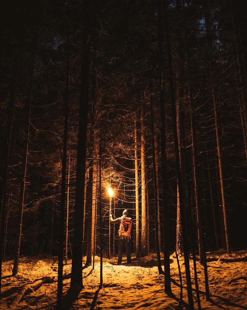 Ночью в лесу 3 класс. Освещение в лесу. Свет в лесу. «Ночь в лесу». Свет в ночном лесу.