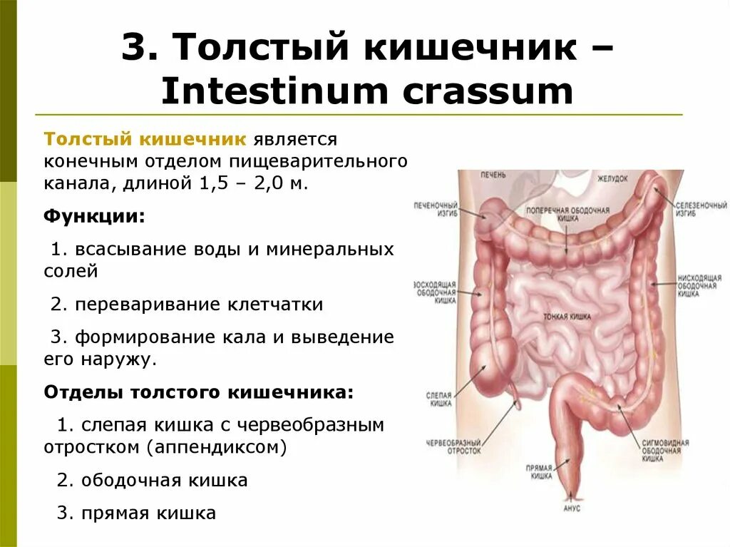 Толстая кишка человека особенности. Тонкая кишка отделы строение функции. Отделы толстой кишки строение функции. Толстая кишка. Отделы, строение и функции.. Толстый и тонкий кишечник отделы и функции.