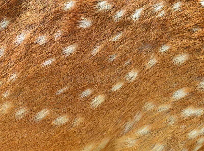 Мех северного оленя. Шерсть северного оленя. Шерсть лося. Шерсть. Фактура шерсти оленя.