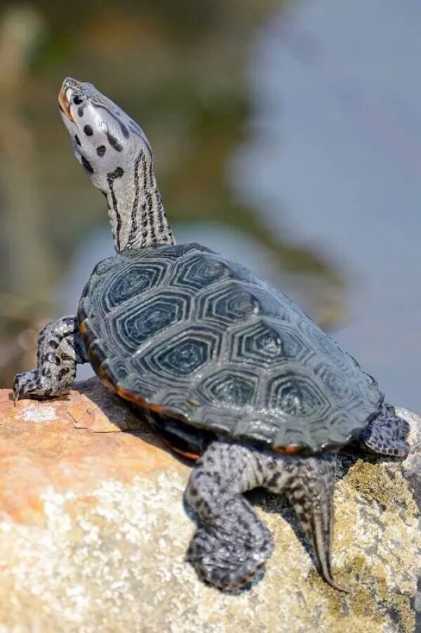 Orange turtle on a stone free image download
