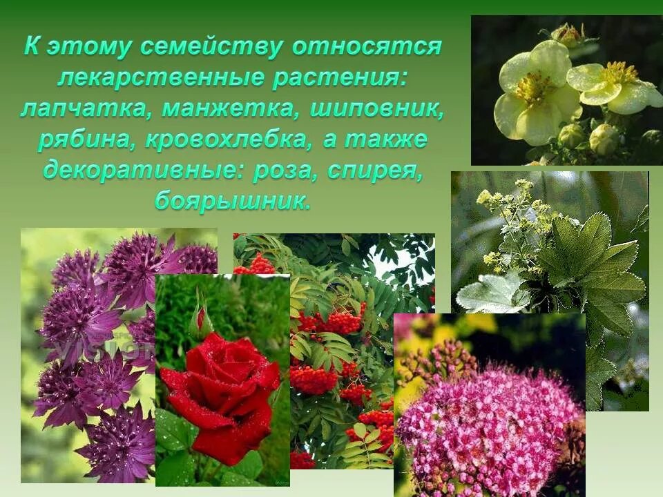 К двудольным относятся растения имеющие. Двудольные растения. семейство растений двудольные растения. цветковые семейства двудольных. двудольные лекарственные растения.