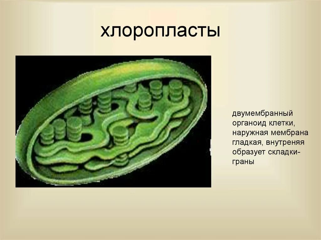 В каких клетках листа расположены хлоропласты. Двумембраннаы огранела хлоропласт. Двумембранные органеллы хлоропласты. Хлоропласты наружная мембрана гладкая. Хлоропласт двумембранный органоид.