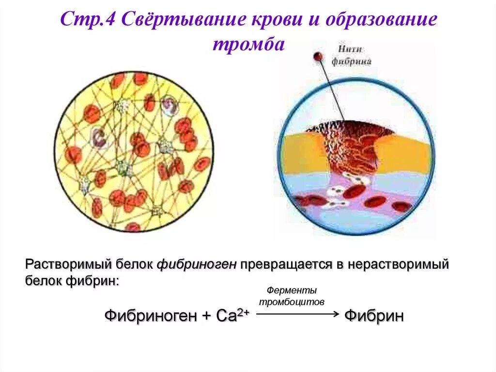 Схема образования фибрина в крови. Механизм тромбообразования фибриноген фибрин. Белок тромба