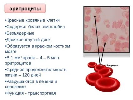 Как называется белок в эритроцитах