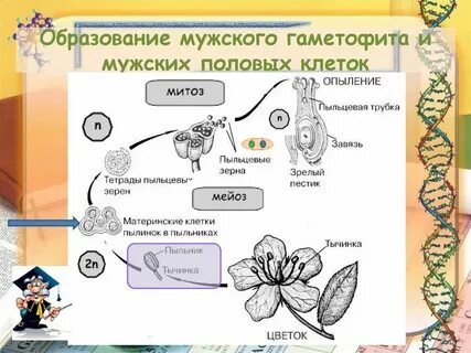 Чем представлен мужской гаметофит цветковых
