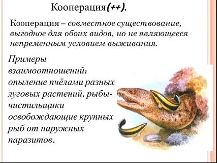 Совместное существование выгодно для обоих видов