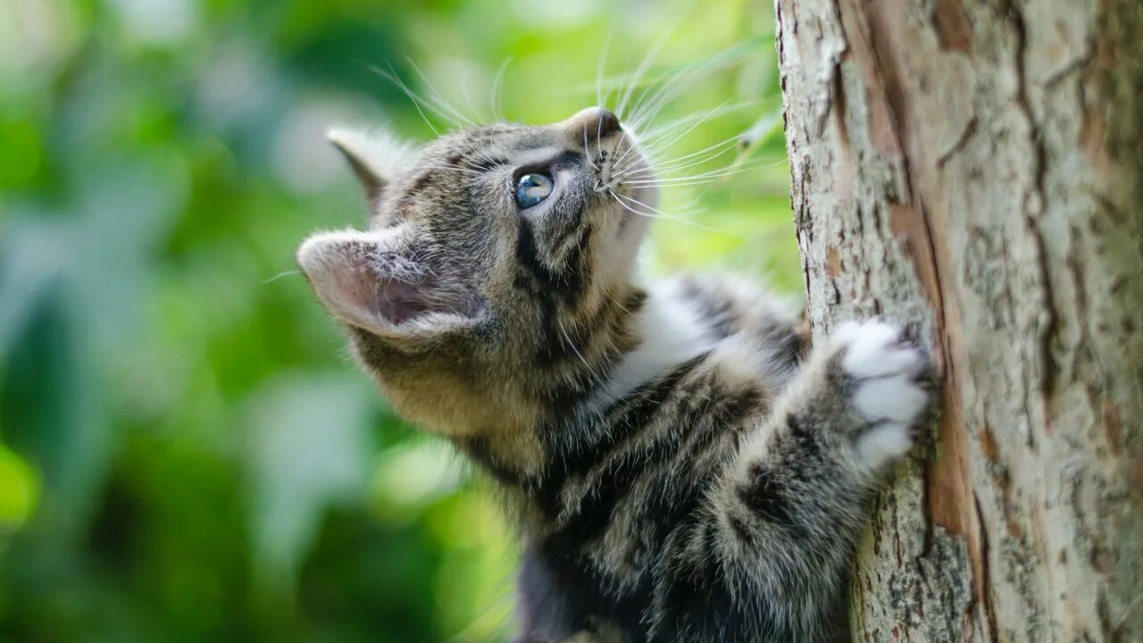 Почему коты лазят
