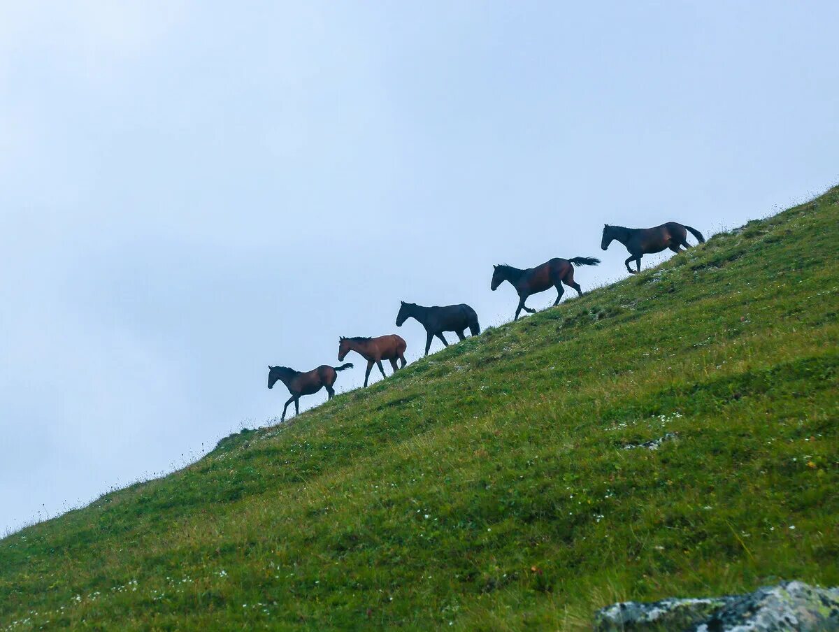 Бурятия лошади табун. Табун лошадей Аскизский район. Табун диких лошадей в Иглинском районе Башкирии. Лошади на Кавказе пасутся. Погода табуны алтайский край на 10