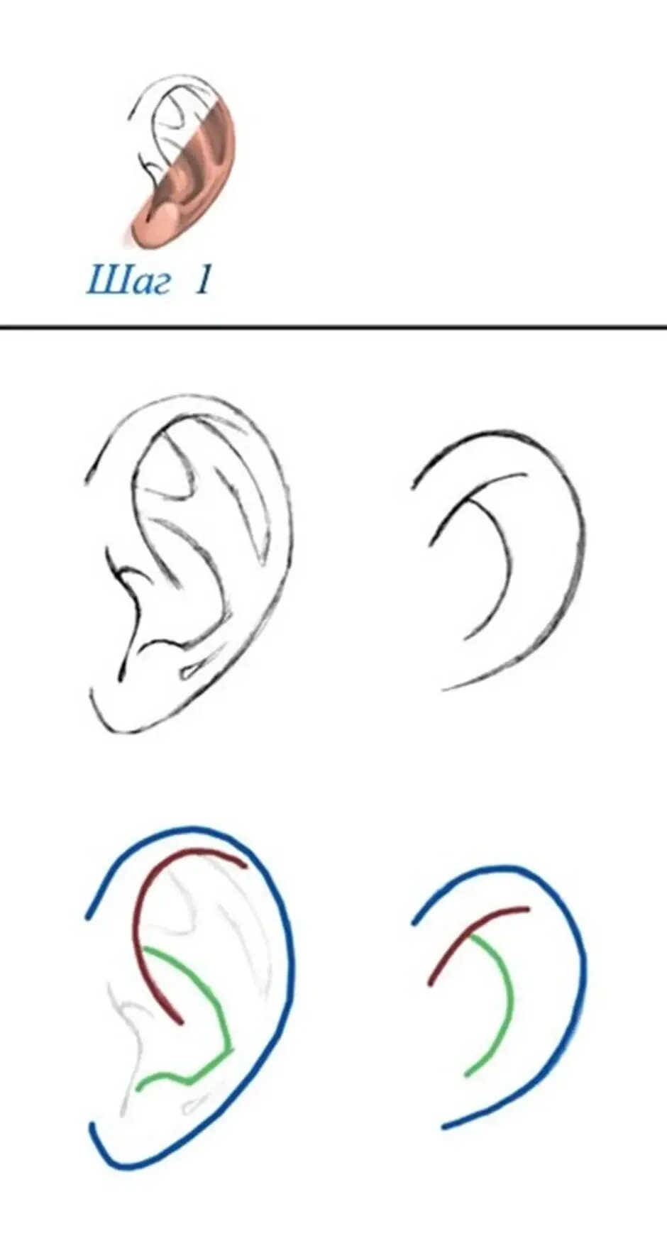 Ухо поэтапно. Уши рисование. Ухо рисунок поэтапно. Ухо карандашом легко. Уха поэтапно