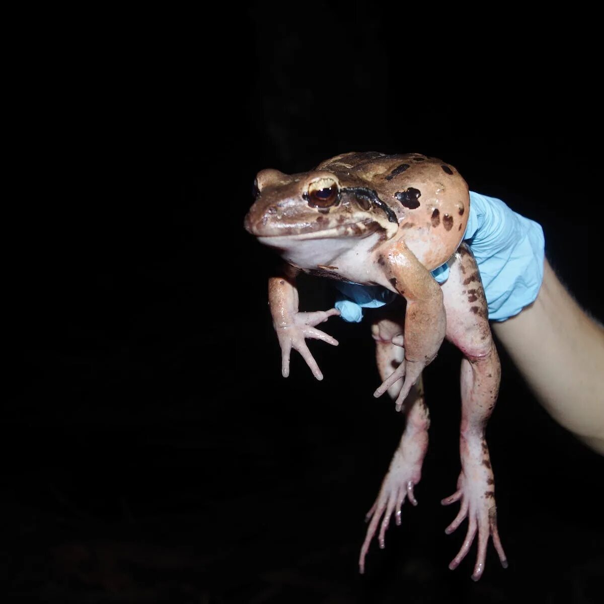 Mountain chicken. Mountain chicken. Горная курица (mountain chicken). Mountain chicken sucks. Горная курица лягушка.