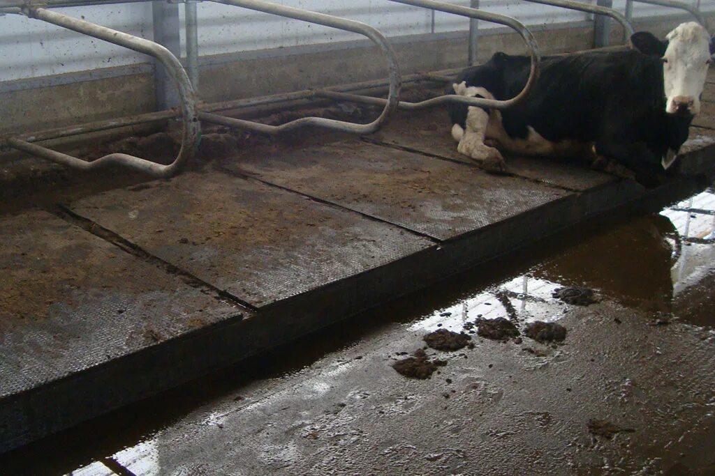 Нарушение содержания животных. Нарушение содержания животных. Нарушение содержания животных. Содержание домашних животных. Памятка выгул собак.