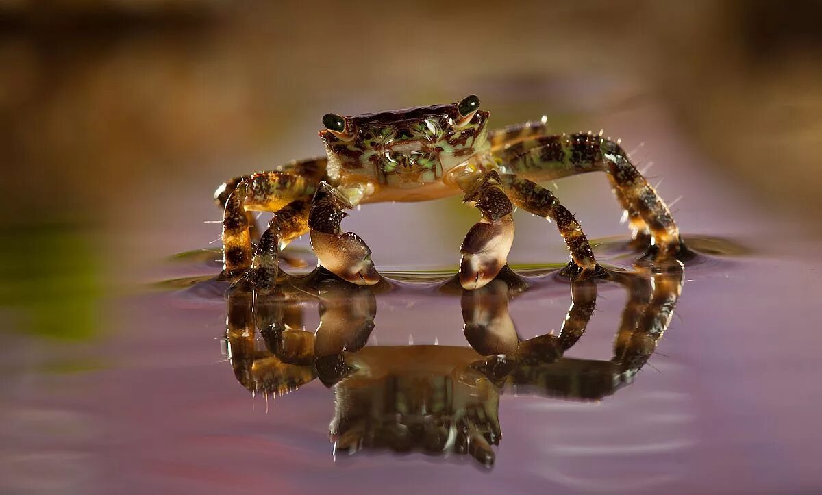 Водный краб. Краб. Императорский краб. Крабик. Водяной краб.