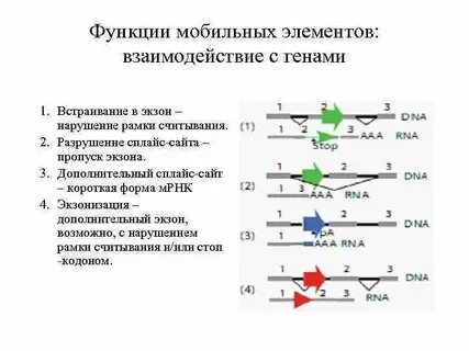 Функции мобильных