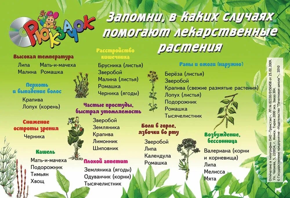 Презентация на тему зеленая аптека. Какие листья у подорожника. Зеленая аптека растения для детей. Зеленая аптечка минутка здоровья. Чабрец трава для чего используется.