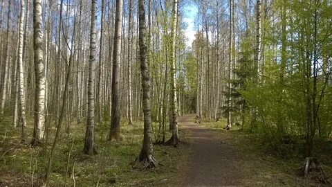 Роще ель