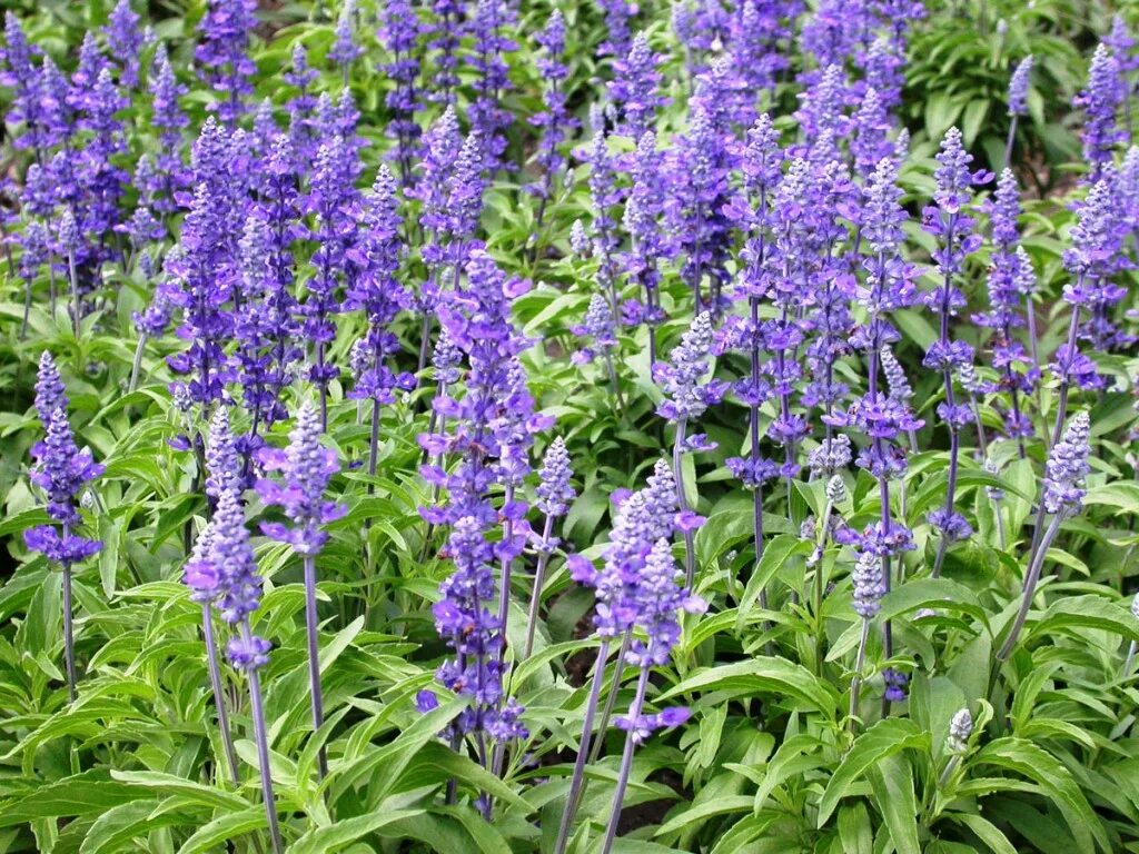 фалярис тростниковый вариегата. перистощетинник (пеннисетум) мохнатый. шалфей дубравный блаукенигин. название многолетней травы. многолетние травы.