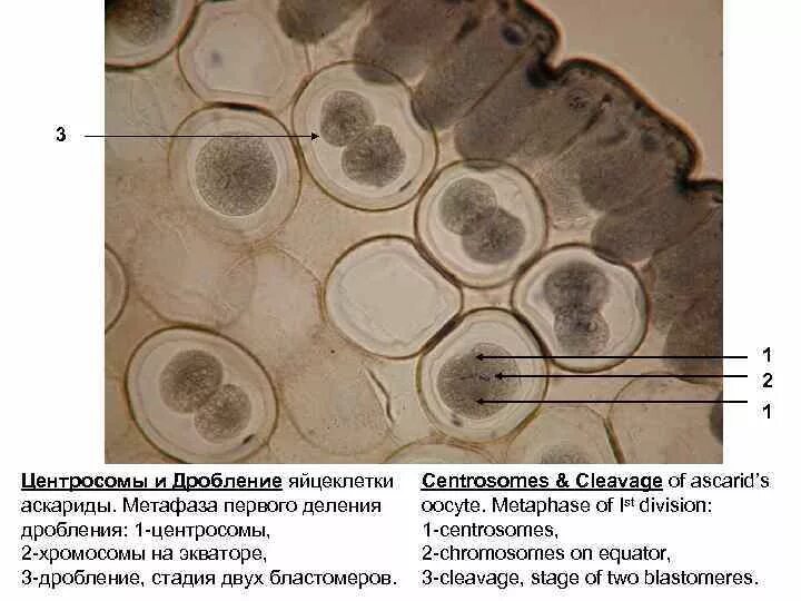 Деление клеток спорогенной ткани. Дробление яйцеклетки аскариды препарат. Дробление яйцеклетки лошадиной аскариды. Дробление яйцеклетки аскариды гистология. Центросомы и дробление яйцеклетки аскариды.