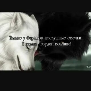 Волки а ты для них заблудшая