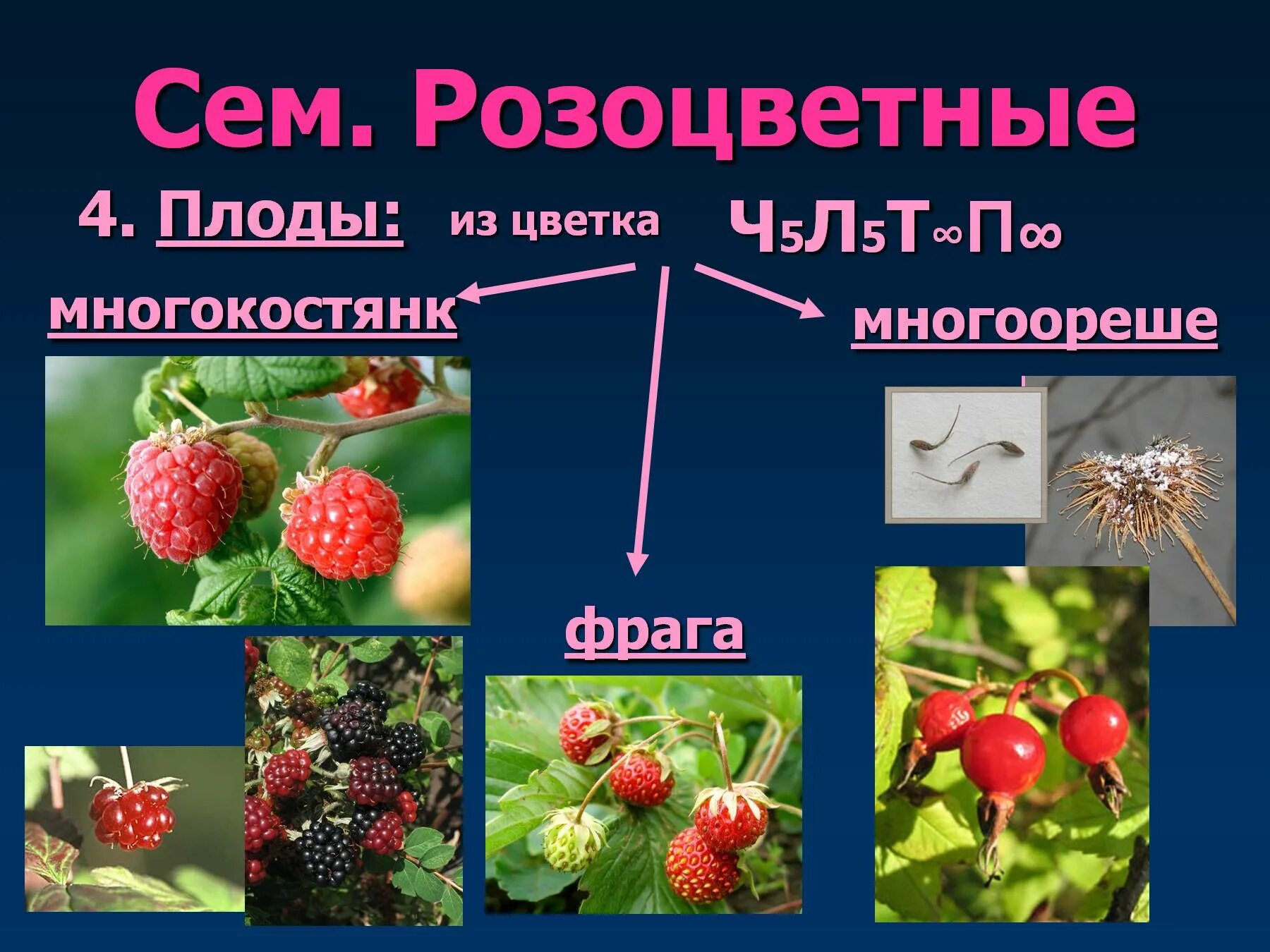 Ч5л5т п какой цветок. Многокостянка Розоцветные. Плод многокостянка. Розоцветные растения плод. Плоды семейства розоцветных.