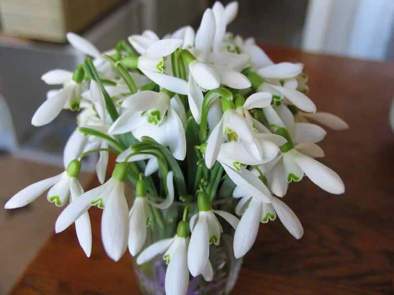 красивый букет подснежников. подснежник галантус голубой. весенний букет подснежников. букет подснежников фото. букет подснежников фото.