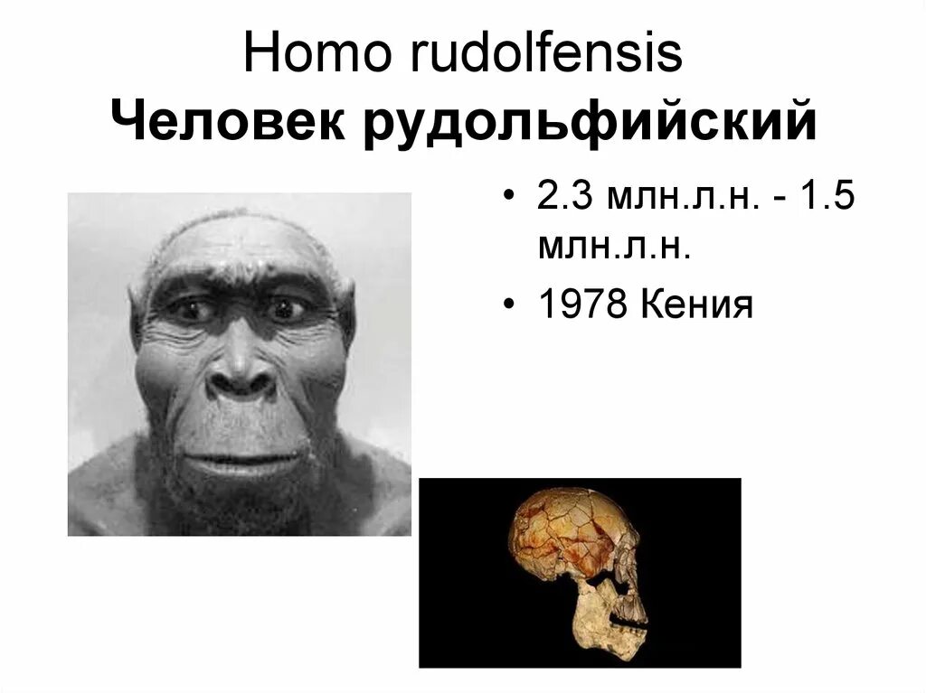 Homo rudolfensis. Хомо хабилис. Homo rudolfensis. Homo rudolfensis характеристика. Австралопитек рудольфский,.