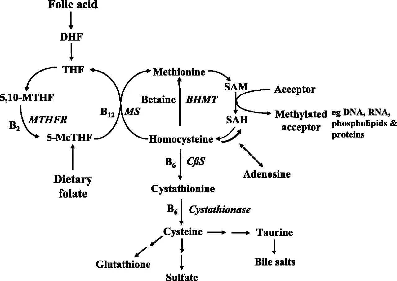 Гомоцистеин и фолиевая кислота связь. Метаболизм гомоцистеина. Фолиевая кислота схема. Гомоцистеин и глутатион.