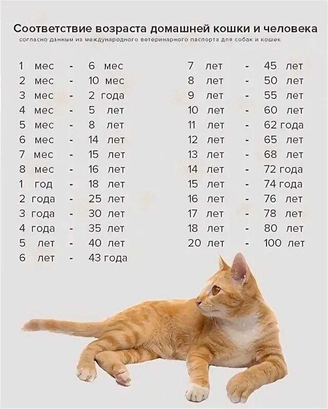 Возраст кошек в переводе на человеческий. По человеческим меркам кошачий Возраст 1 год. Кошачий Возраст по человеческим меркам таблица по годам. Сколько кошке лет по кошачьи таблица. Сколько лет кошке по человеческим меркам 5 лет.