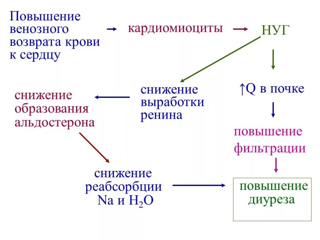 Регуляция мочеобразования. Увеличение венозного возврата. Механизм венозного возврата крови к сердцу. Регуляция реабсорбции. Возвращают кровь к сердцу