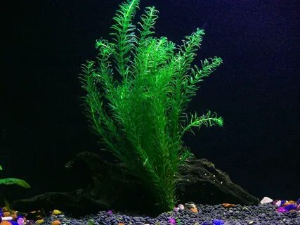 Водоросли в аквариуме