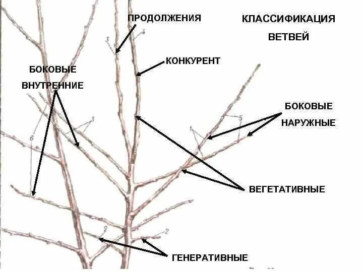 Ветвь классификации. Боковые ветви. Скелетные ветви. Скелетные ветви у кустарника.