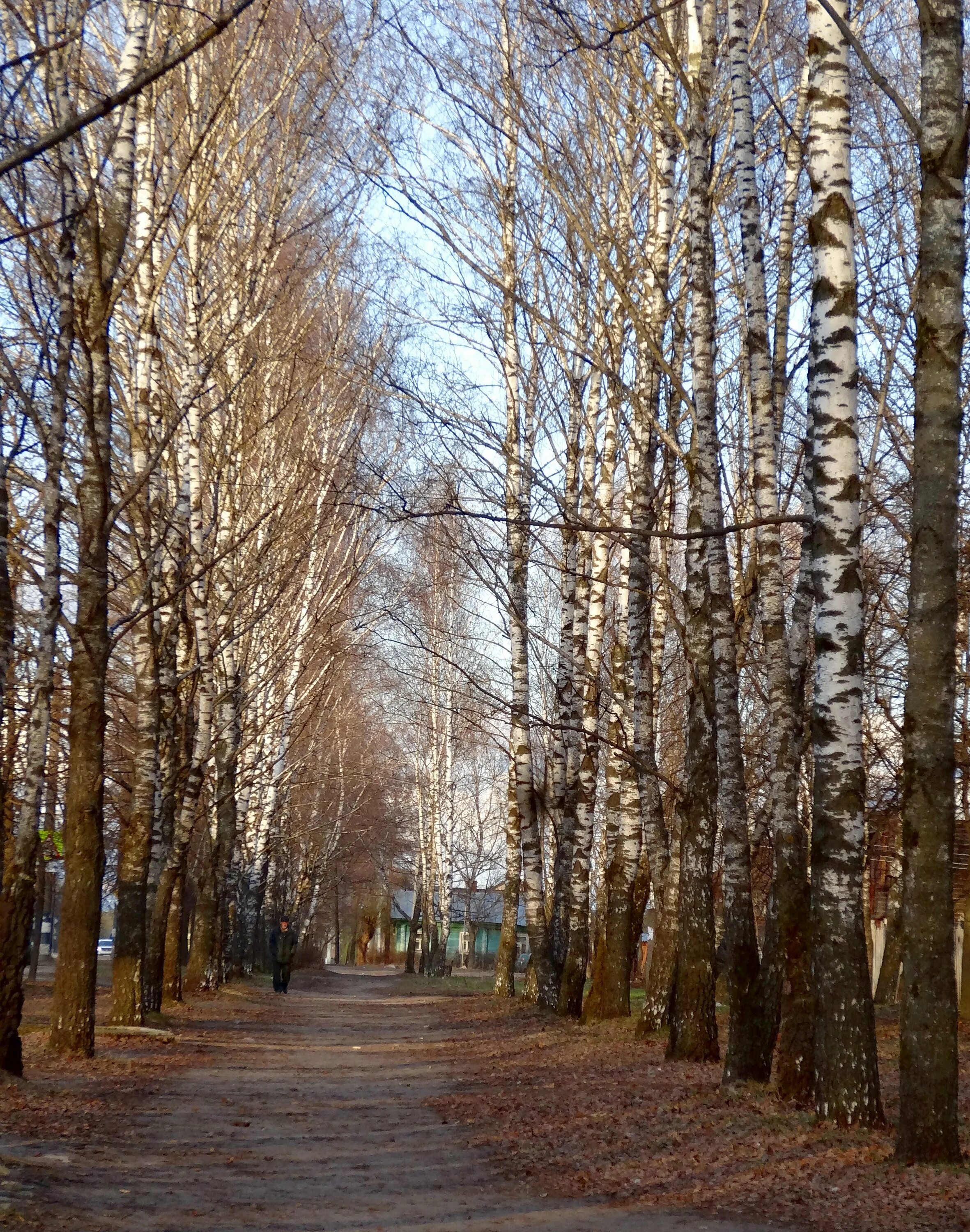 березовая роща ярославль