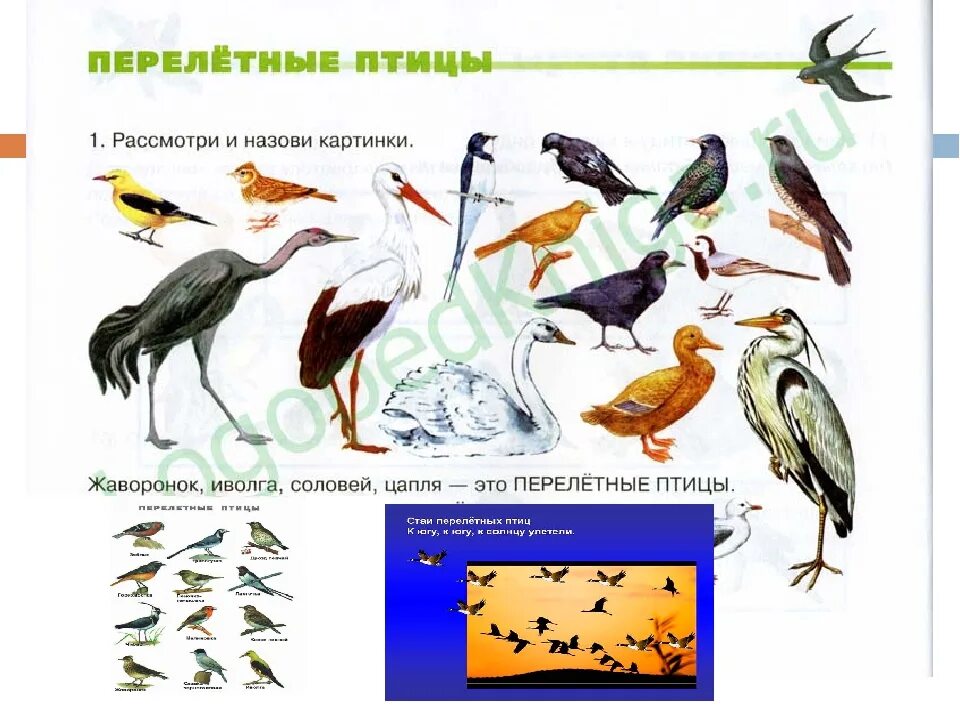 Цапля Перелетная птица или зимующая. Пища перелётных птиц. Цапля Перелетная или нет