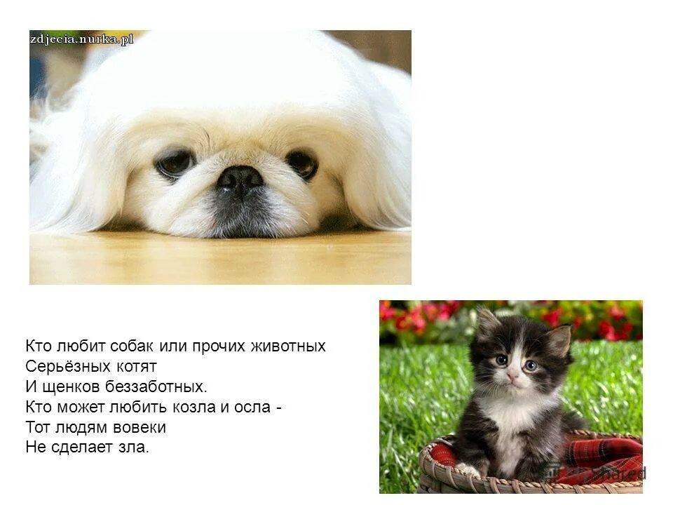 Та кто любит собак. Та кто любит собак