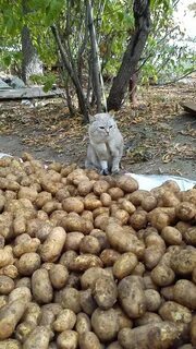 Можно котам картошку вареную