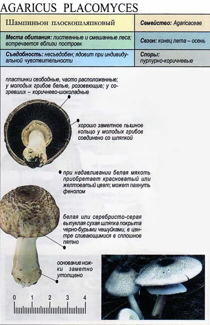 Справка - краткие факты. Шампиньон двукольцевой. Местообитание: селится в тех же
