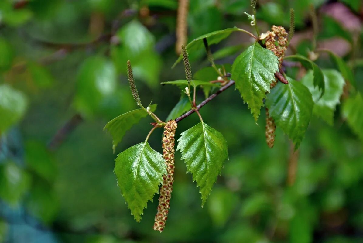 Береза форма растения. Береза повислая betula pendula. тирсы березы. ольха повислая. семейство березовые береза повислая.