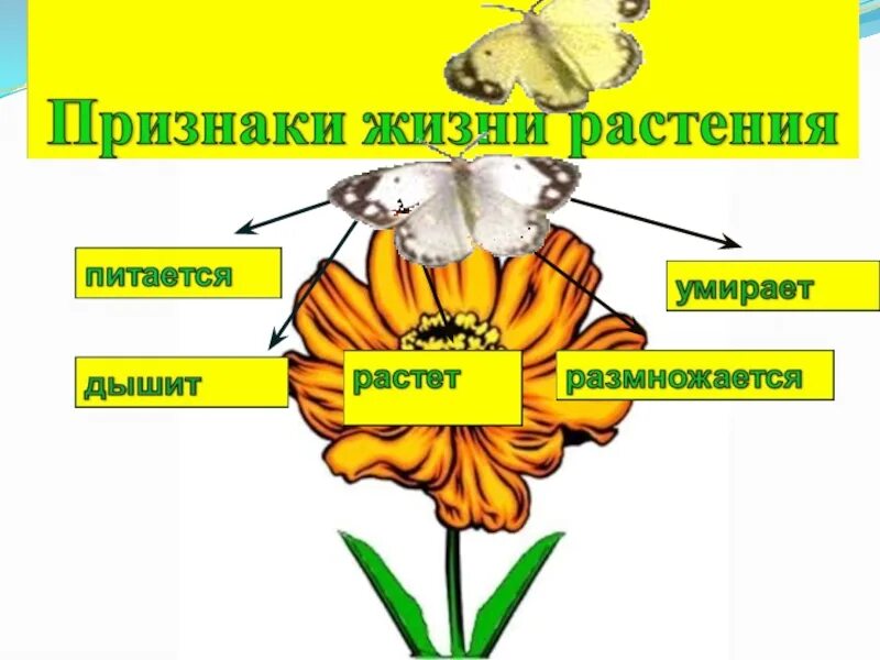 Тема жизнь растений. Признаки жизни растений. Растение живой организм. Признаки живых организмов растений. Признаки живого растения.