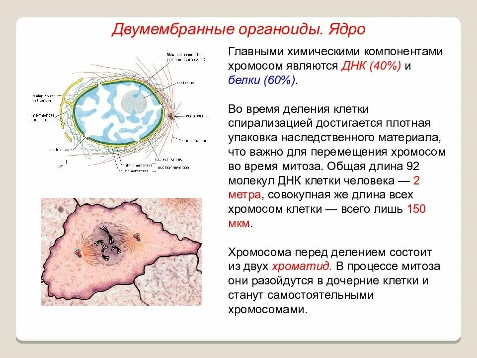 Ядро содержит наследственную информацию. Строение органоида ядро. Двумембранные органоиды клетки ядро. Особенности строения ядра. Особенности строения ядрышка.