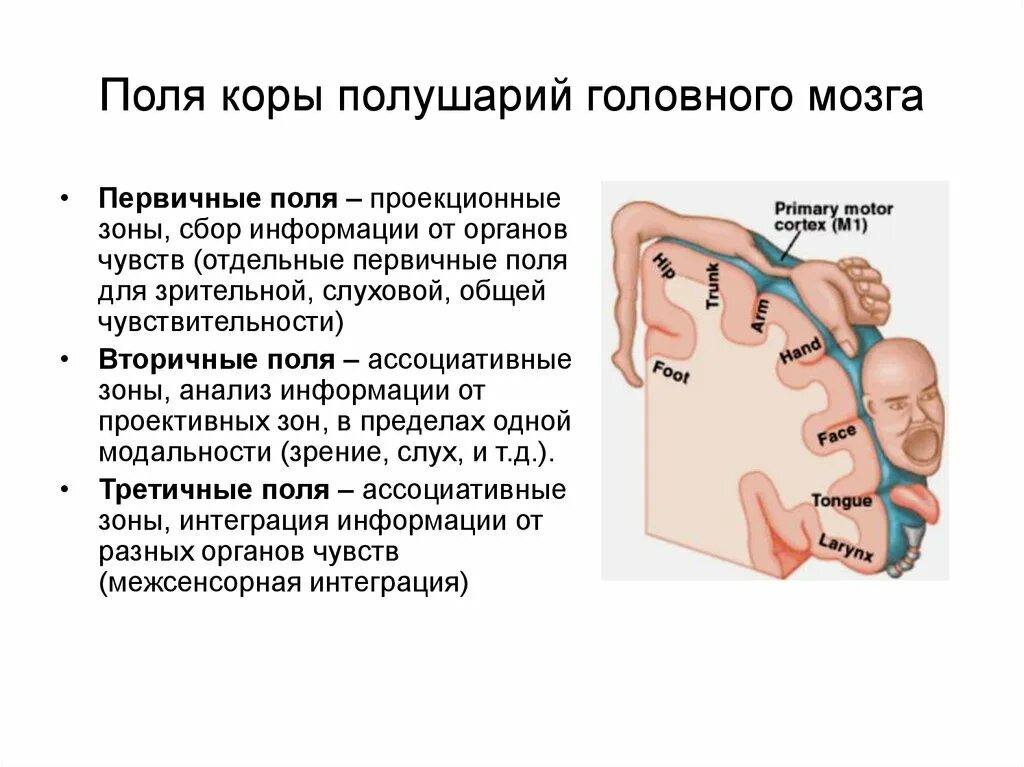 Первичные поля мозга. Первичные зоны коры головного мозга. Зоны коры головного мозга первичная вторичная третичная. Функции вторичных полей коры. Первичные вторичные и третичные поля.