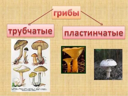 Трубчатые грибы виды