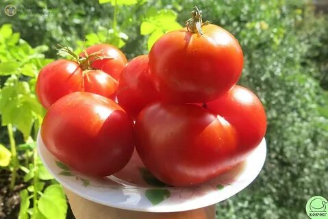 Вкус помидора семена