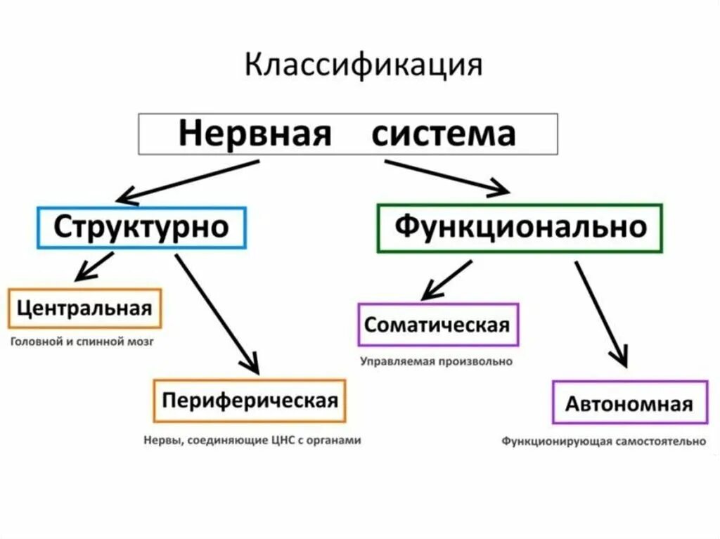 Виды нервной системы 8 класс