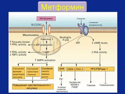 Метформин действие