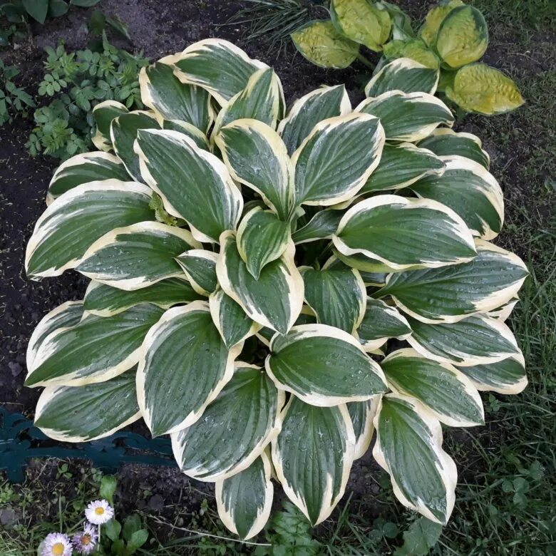 хоста барбара энн. хоста undulata albomarginata. хоста белоокаймленная. хоста цветет. хоста белоокаймленная (hosta albomarginata).