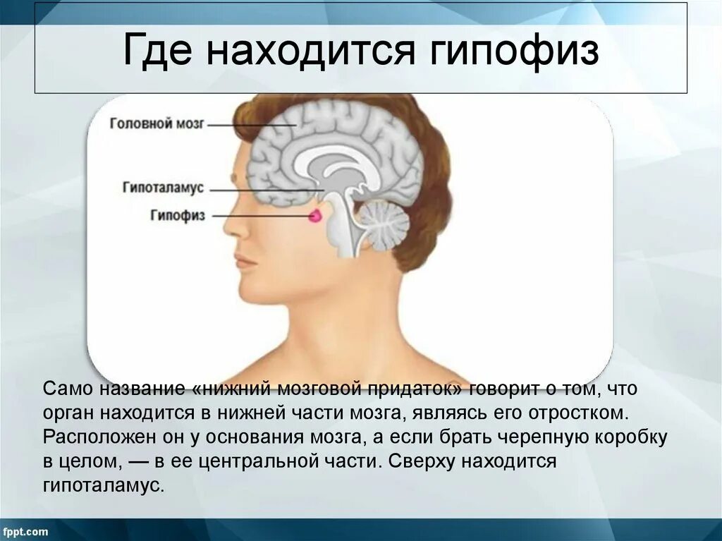 Гипофиз передний мозг. Гипофиз расположение. Гипофиз мозга. Мозг человека гипофиз. Гипофиз средний мозг.