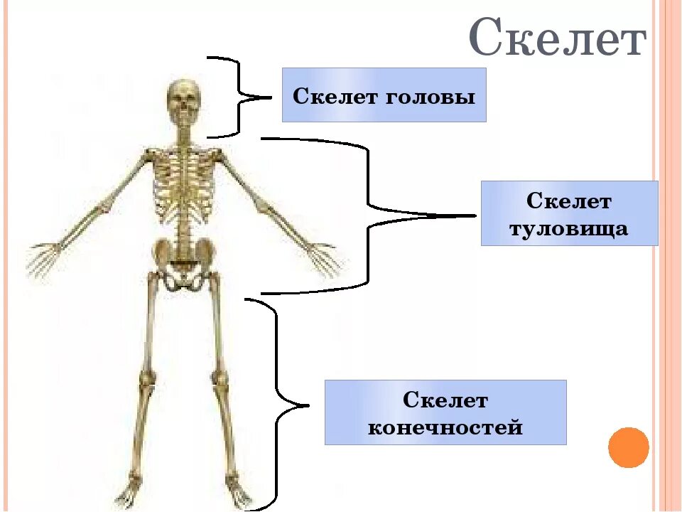 Скелет туловища и конечностей. Скелет туловища скелет конечностей. Скелет головы туловища и конечностей. Биология 8 класс скелет головы и туловища. Что определяет скелет