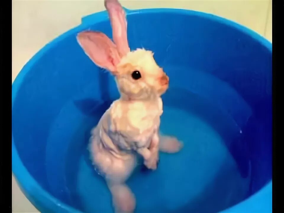 Можно ли мыть кролика декоративного. Заяц купается. Мокрый кролик.