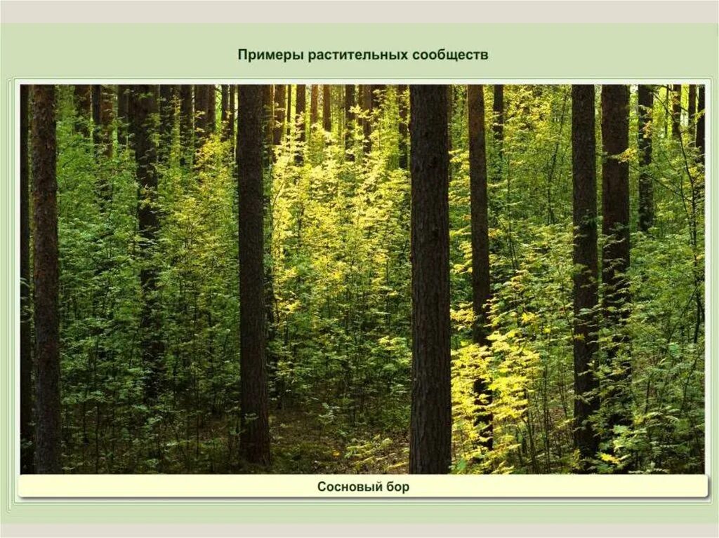 Лесное растительное сообщество. Естественные растительные сообщества. Растительные сообщества. Типы растительных сообществ.. Растительное сообщество Сосновый лес. Природное сообщество Сосновый лес.