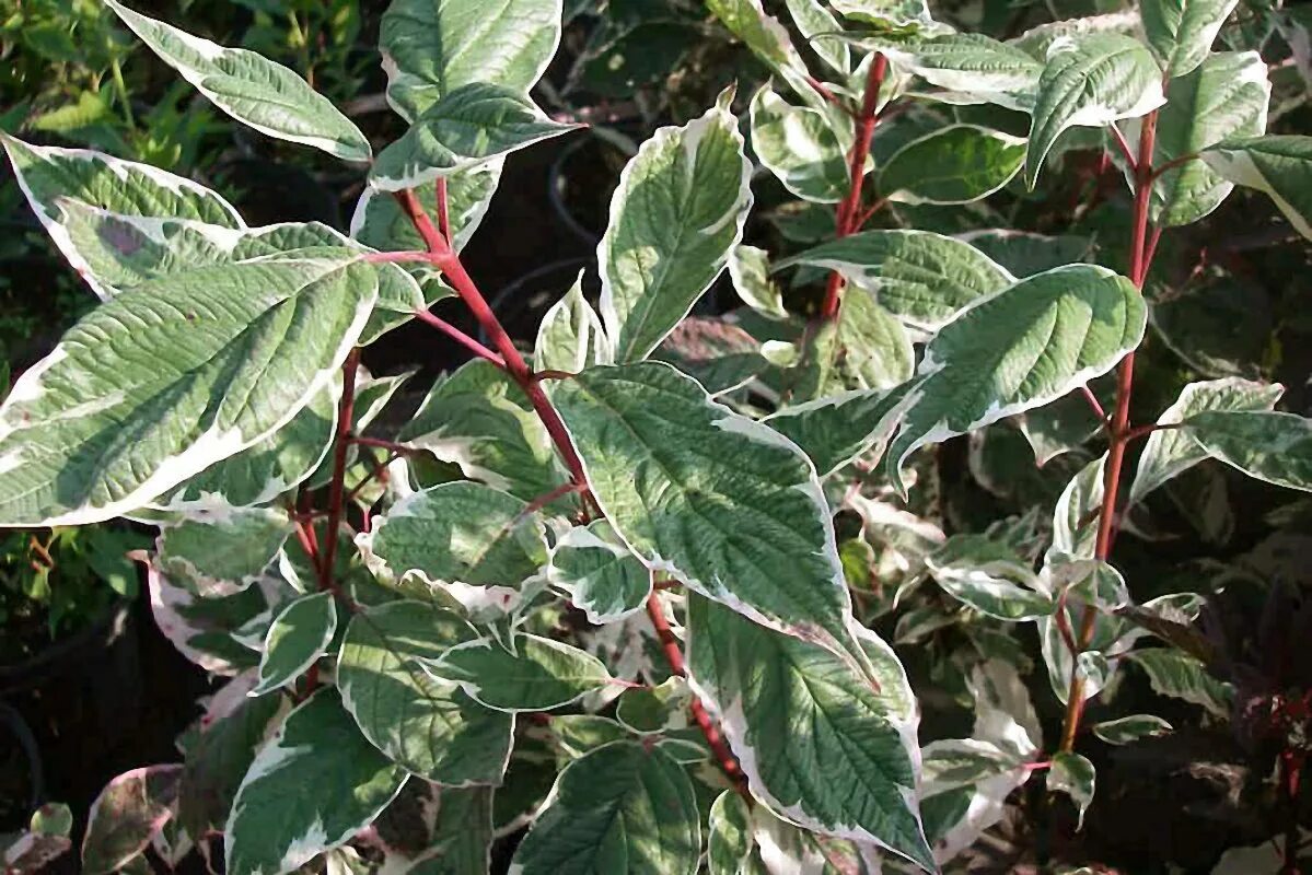 Дёрен белый sibirica variegata. Дерен сибирика вариегата (cornus alba sibirica variegata). Дерен белый sibirica variegata (сибирика вариегата). Дерен вариегатный. Дерен белый сибирика вариегата.