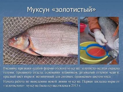 Щекур и муксун отличия